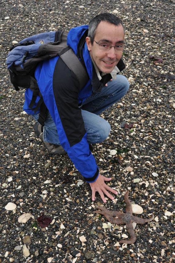 Eestrela-do-mar em terra firme! Esperam pacientemente a volta da água do mar, na maré alta (Metlakatla, na área de Prince Rupert, na British Columbia, oeste do Canadá)
